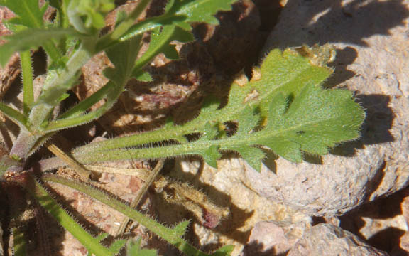 Lepidium lasiocarpum ssp.lasiocarpum